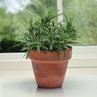 Simply Rosemary Thumbnail